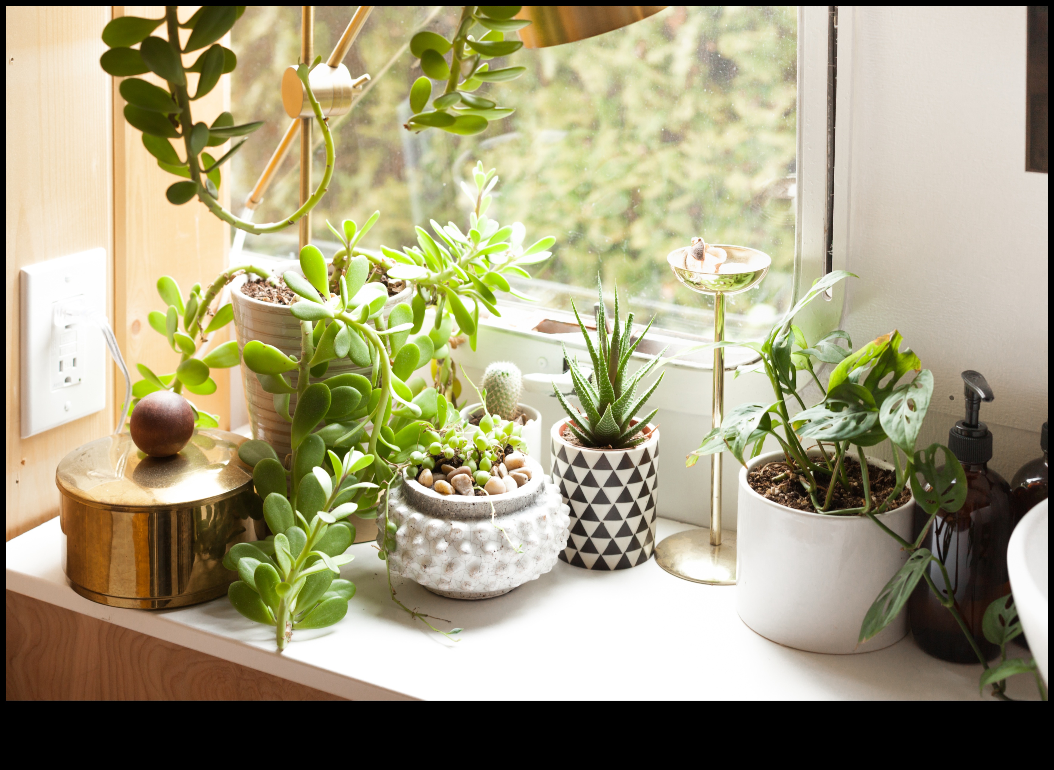 אואזיס מקורה: שנה את הבית שלך עם גינון