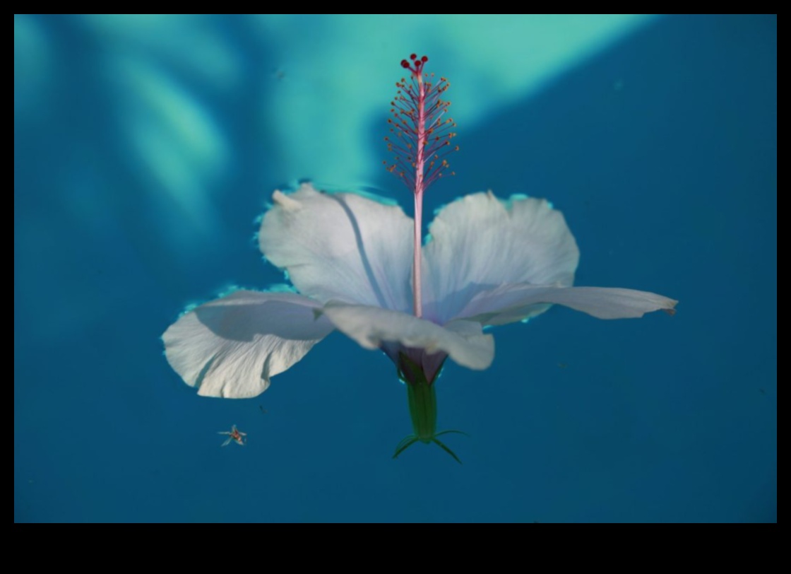 עלי כותרת של אפשרות: היופי האינסופי של גננות