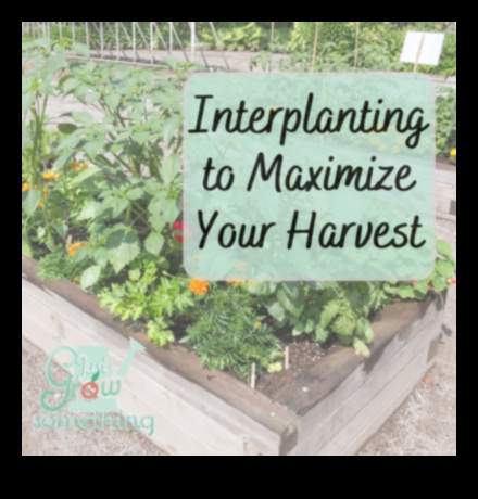 אופקי גננות: חקר מעמקי חינוך גן