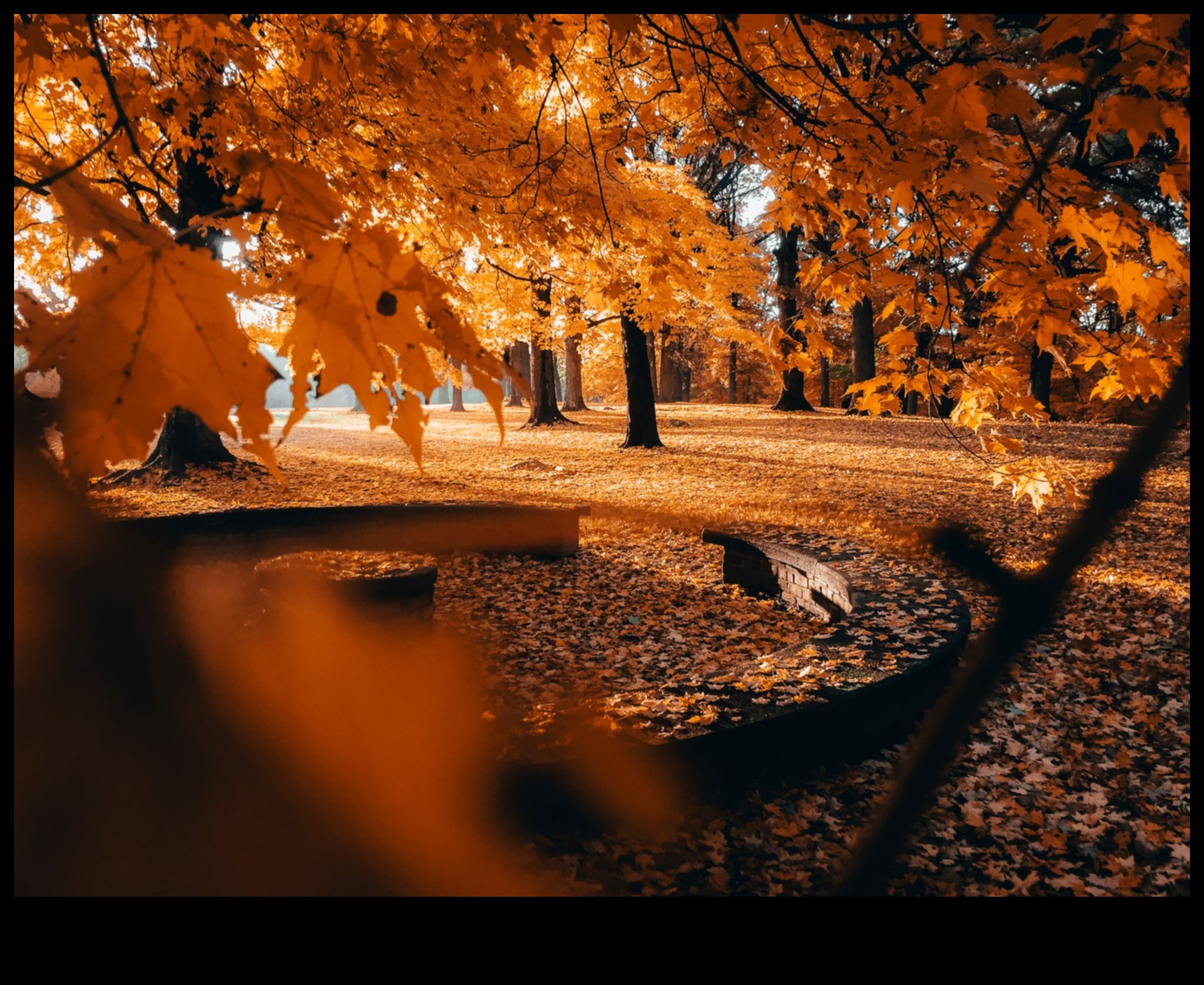 Autumn Aura: טכניקות לצילום הגוונים החמים של הסתיו