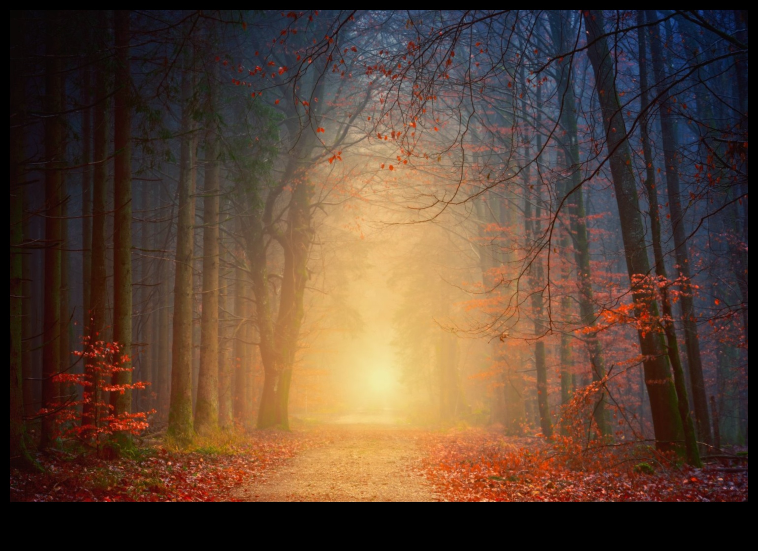 Autumn Aura: טכניקות לצילום הגוונים החמים של הסתיו