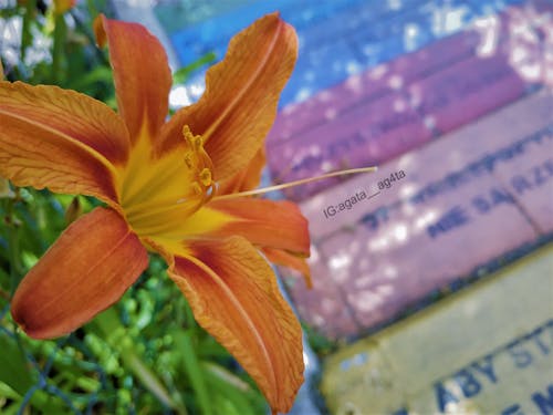 אישה מצלמת שקיעה יפהפייה של סתיו