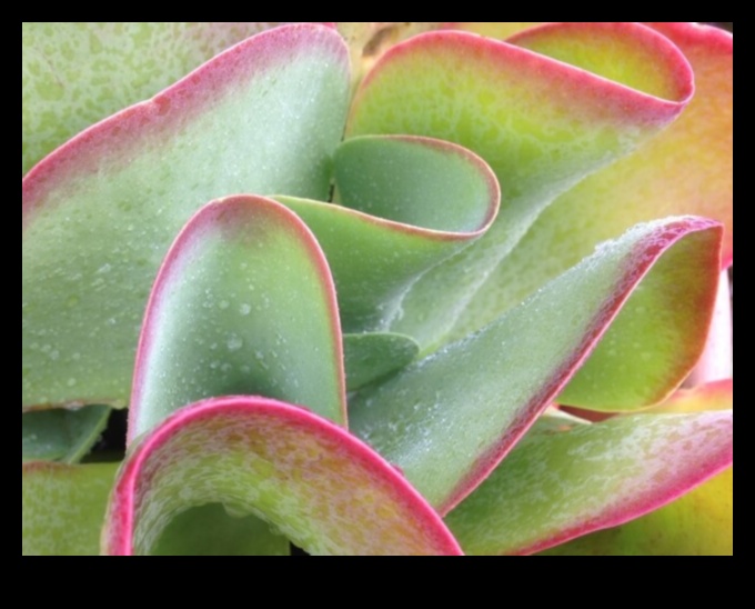 סימפוניה חושית: העלה את הרווחה באמצעות סריקות גוף