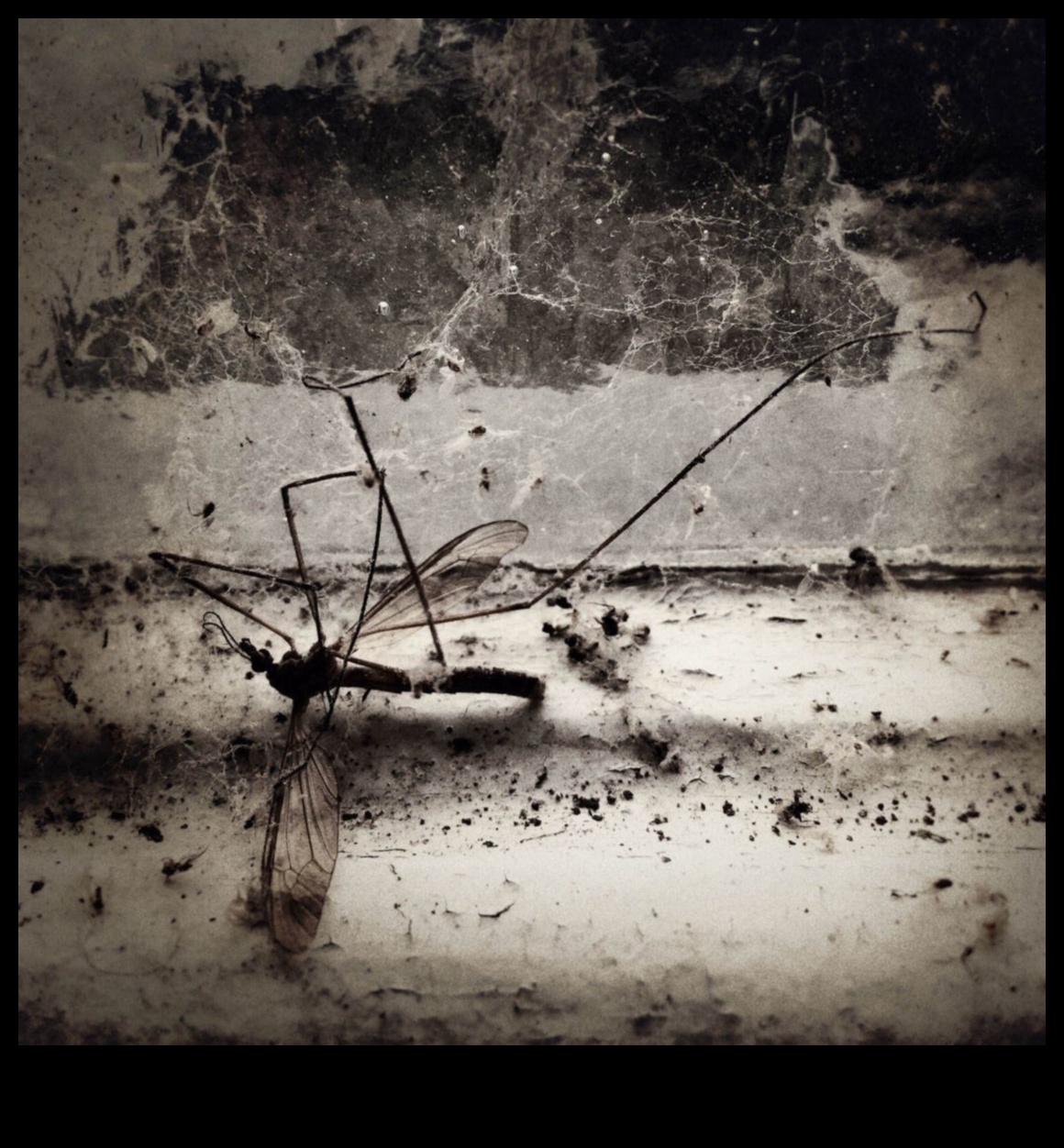 אלכימיה של צילום: הפוך צילומים רגילים ליוצאי דופן