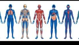 חקר חושי: פתיחת הכוח של סריקת גוף