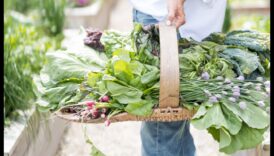 ידע בקציר: סדנאות גינה מעשיות